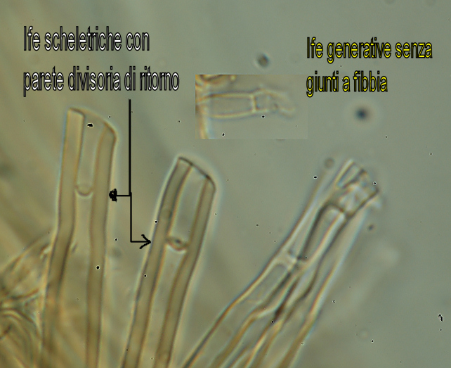 fungo 13 (Stereum insignitum)